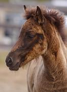 Njola von Heidmoor e